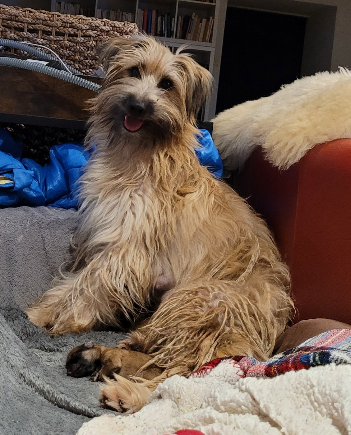 Silly Sheep De La Mesta Pastores