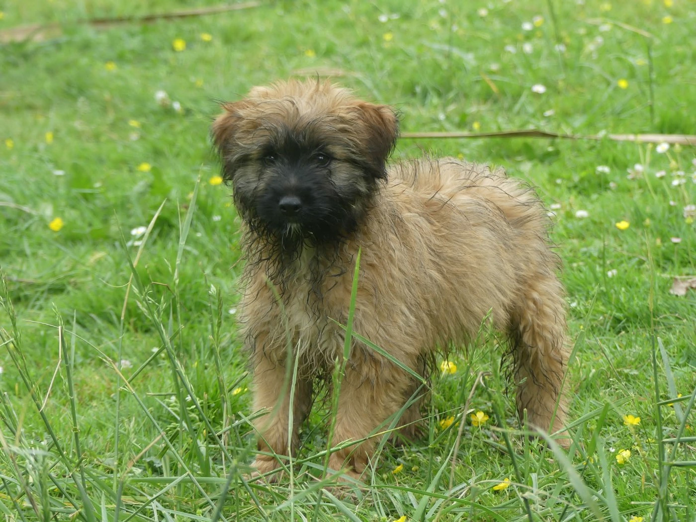 de Loubajac - Chiots disponibles - Berger des Pyrenees à poil long
